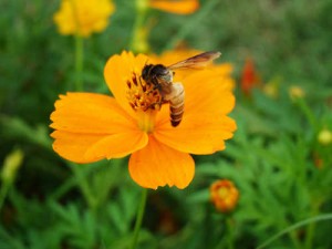 Not only do these pesticides pose a significant risk for the survival of honey bees, but they also may pose health risks for people inhaling neonicotinoid-contaminated pollen